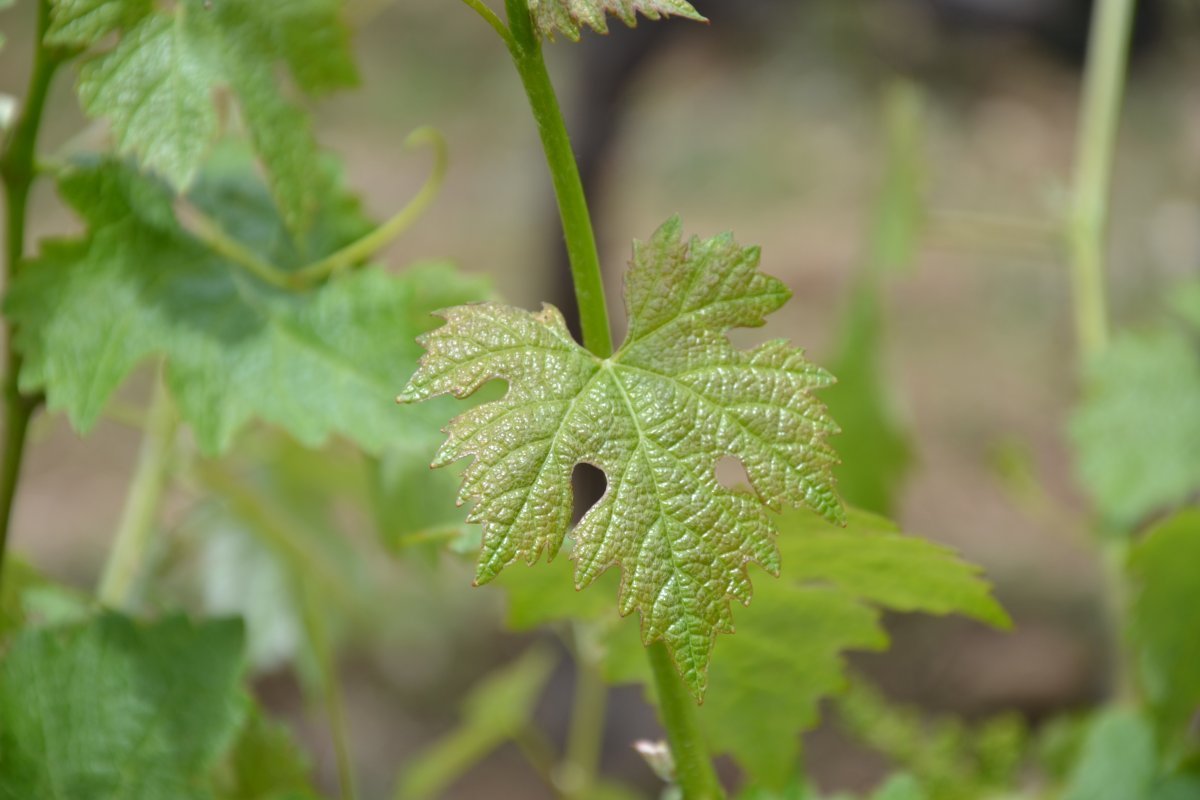 Виноград Каберне Совиньон - фото 5