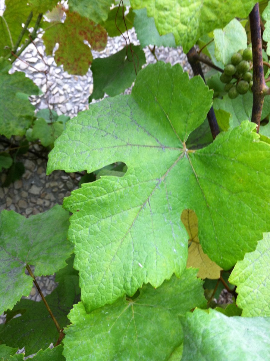 Виноград Каберне Совиньон - фото 3