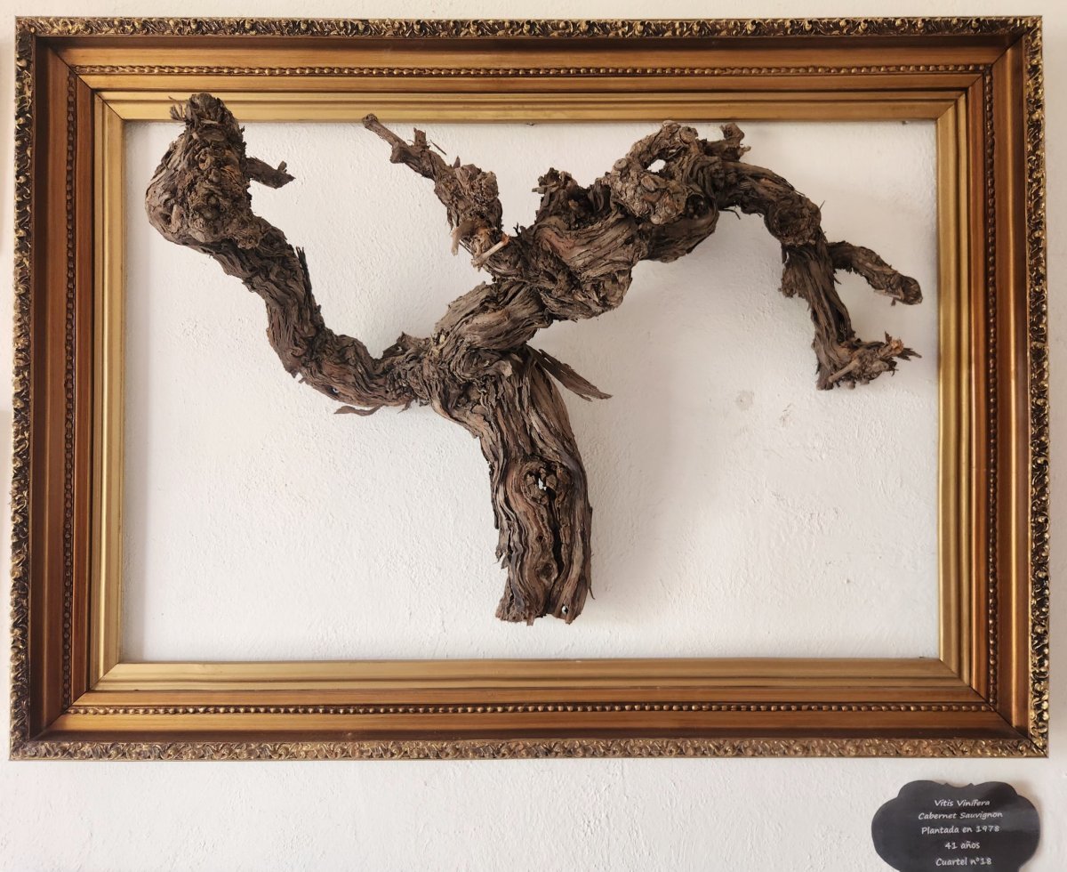 Виноград Каберне Совиньон