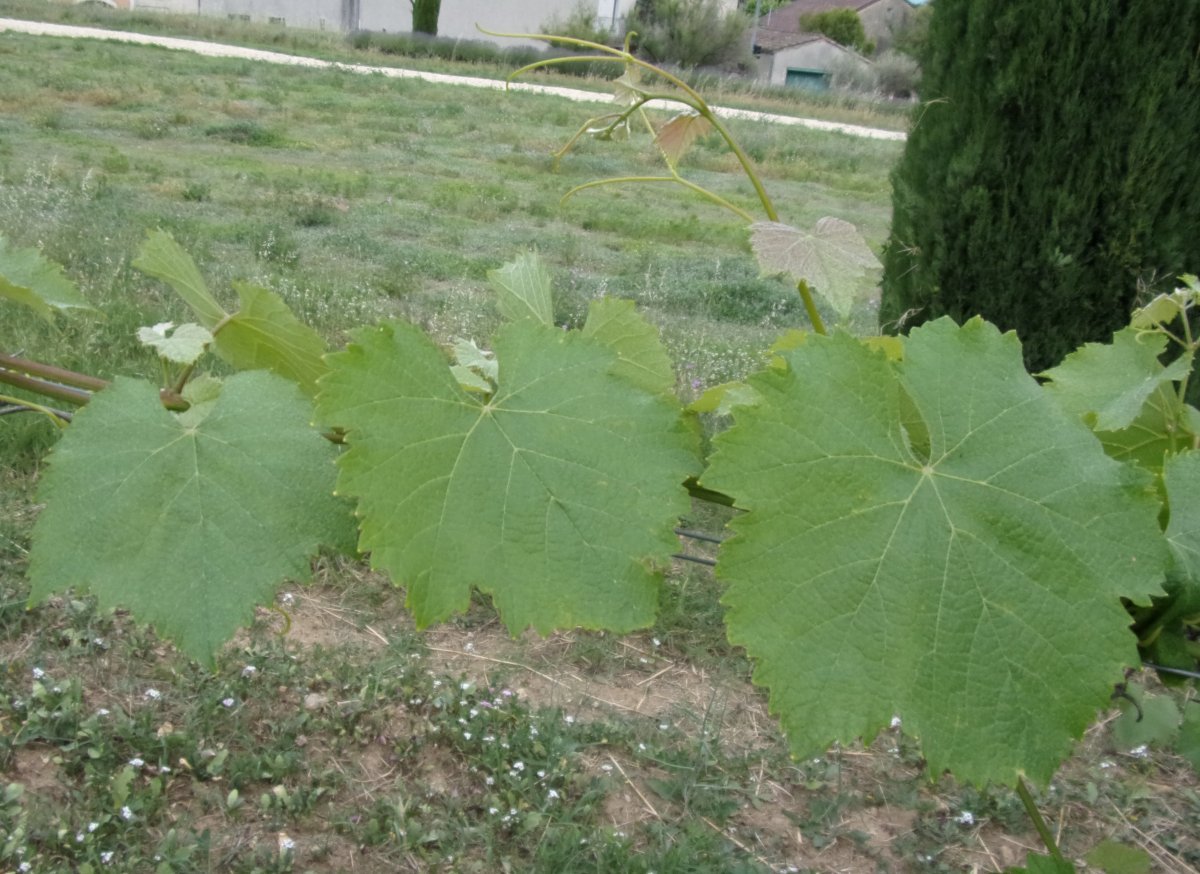 Виноград Пино Гри - фото 2