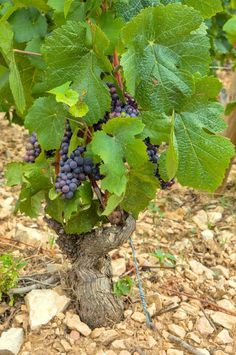 Виноград Пино Нуар