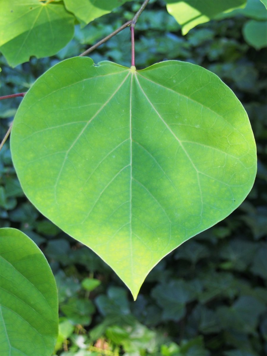 Багрянник канадский - фото 7