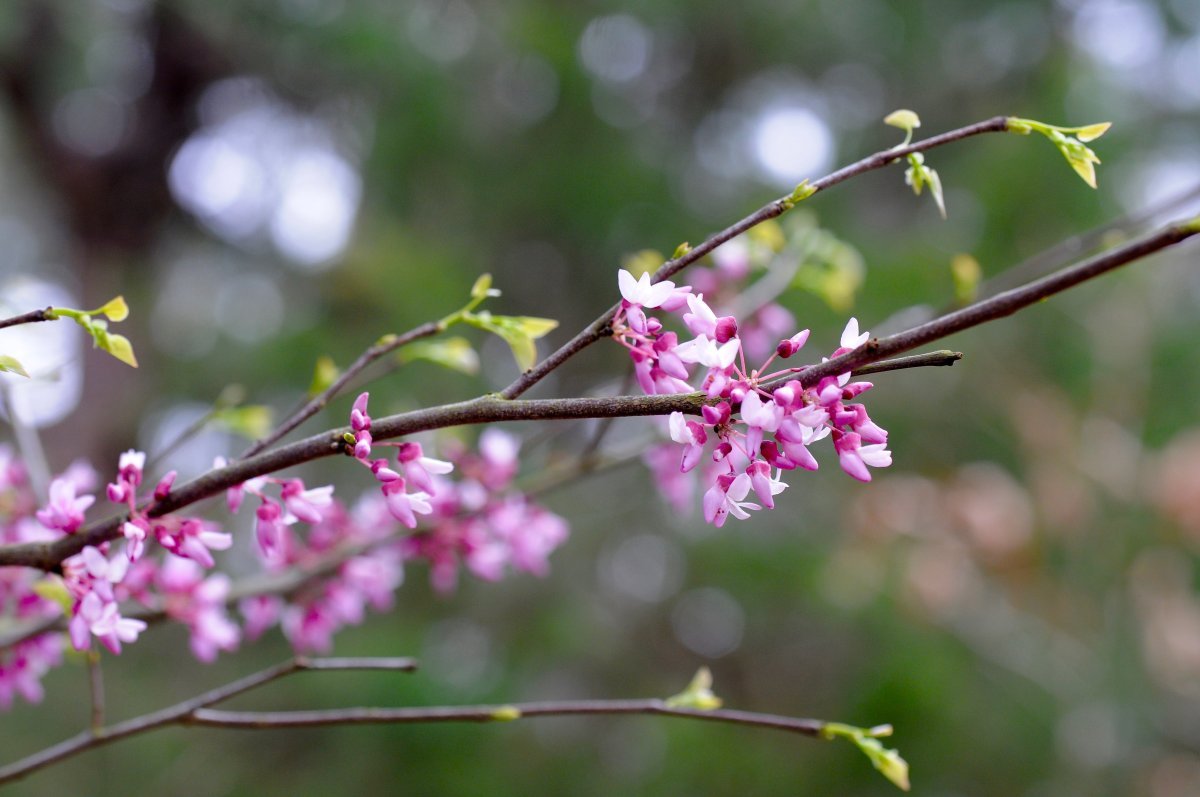 Багрянник канадский - фото 4