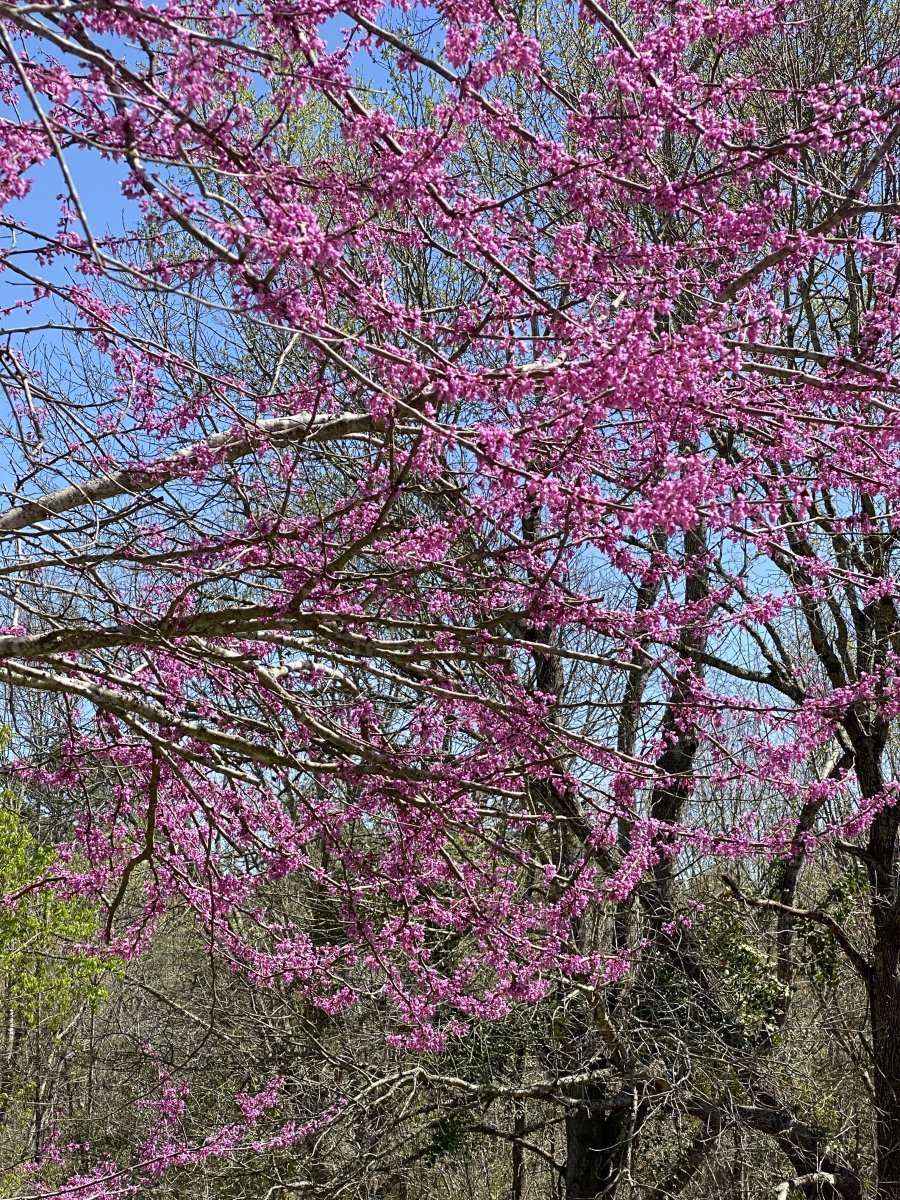 Багрянник канадский - фото 3