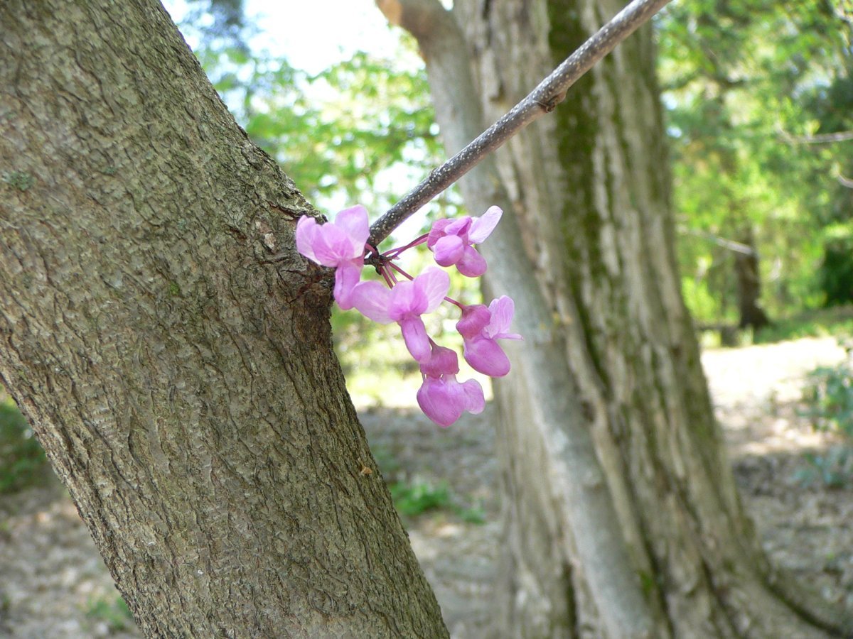 Багрянник канадский - фото 2
