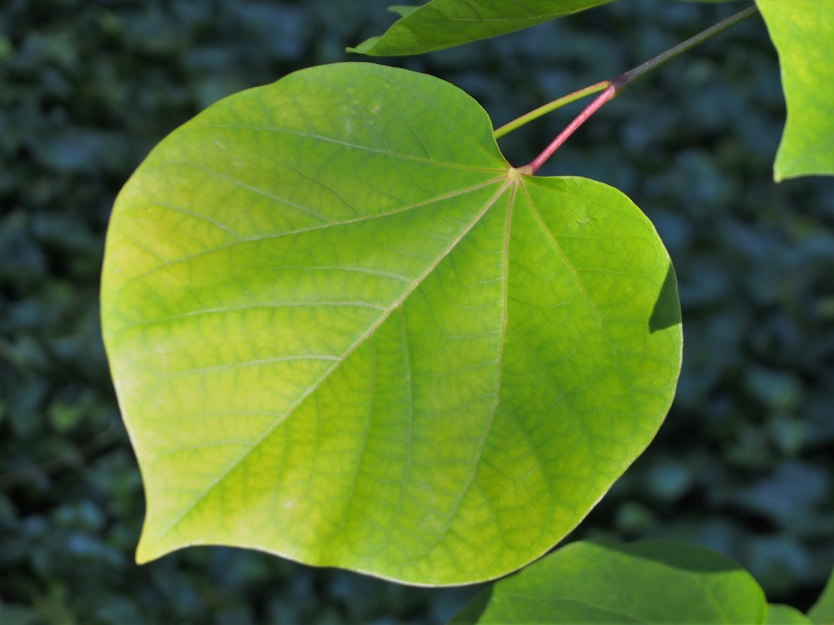 Багрянник канадский - фото 8