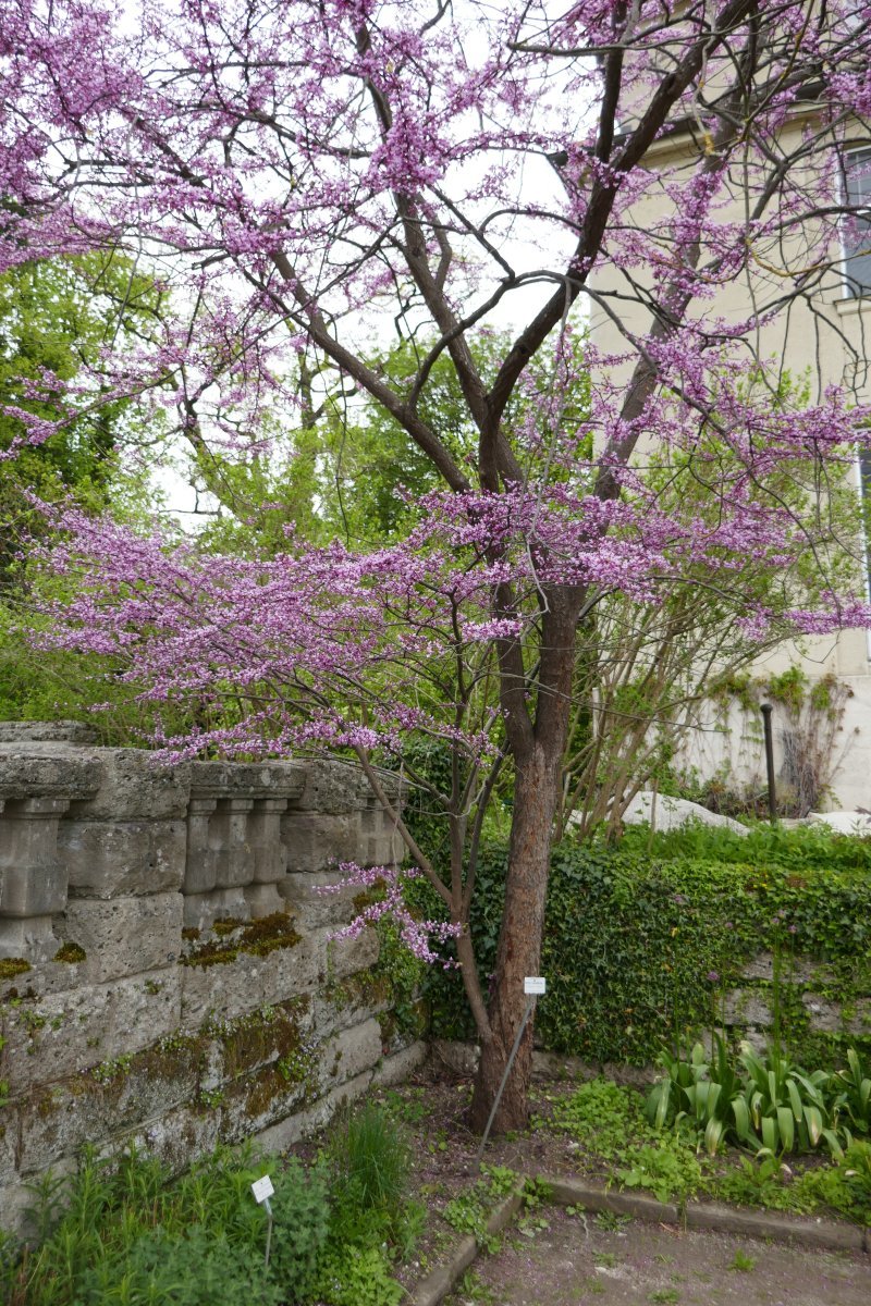 Багрянник канадский - фото 5