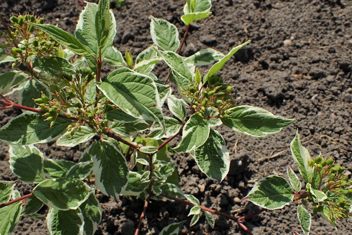 Дерен Сибирика Вариегата