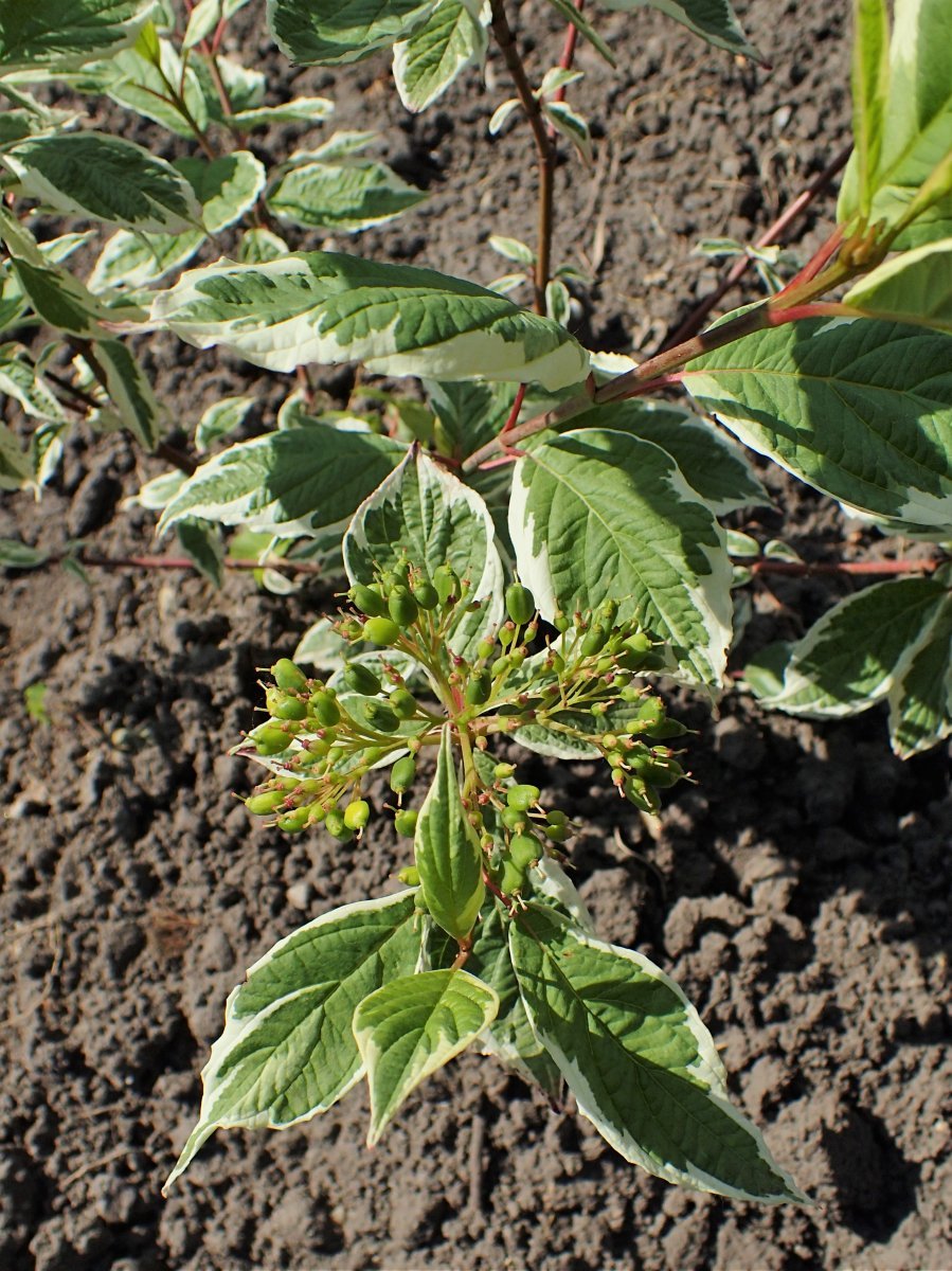 Дерен Сибирика Вариегата - фото 2