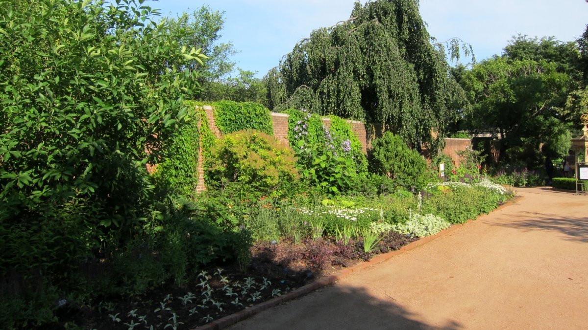 Клематис Блю Ангел крупноцветковый