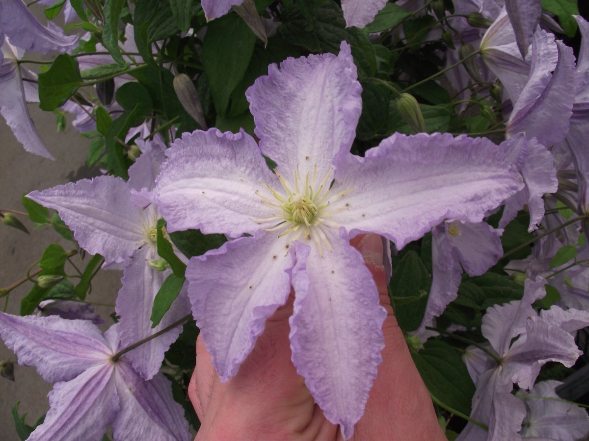 Клематис Блю Ангел крупноцветковый - фото 5
