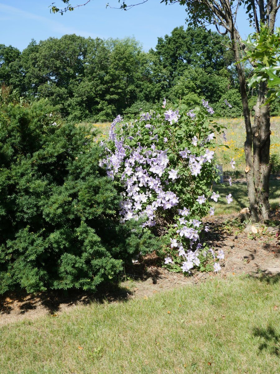 Клематис Блю Ангел крупноцветковый - фото 2