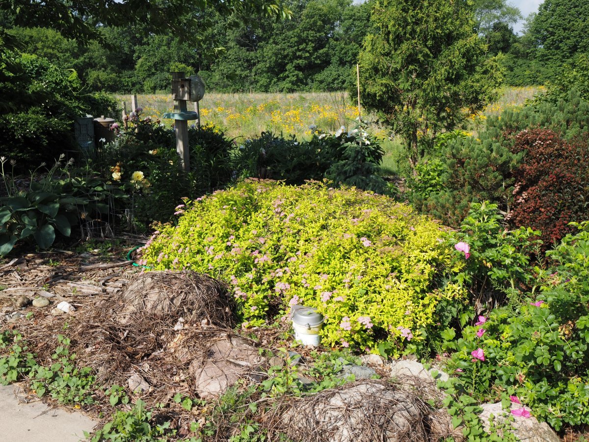 Спирея японская Голдмаунд - фото 2