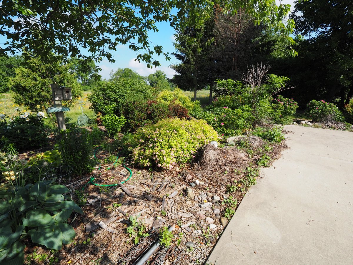 Спирея японская Голдмаунд - фото 5