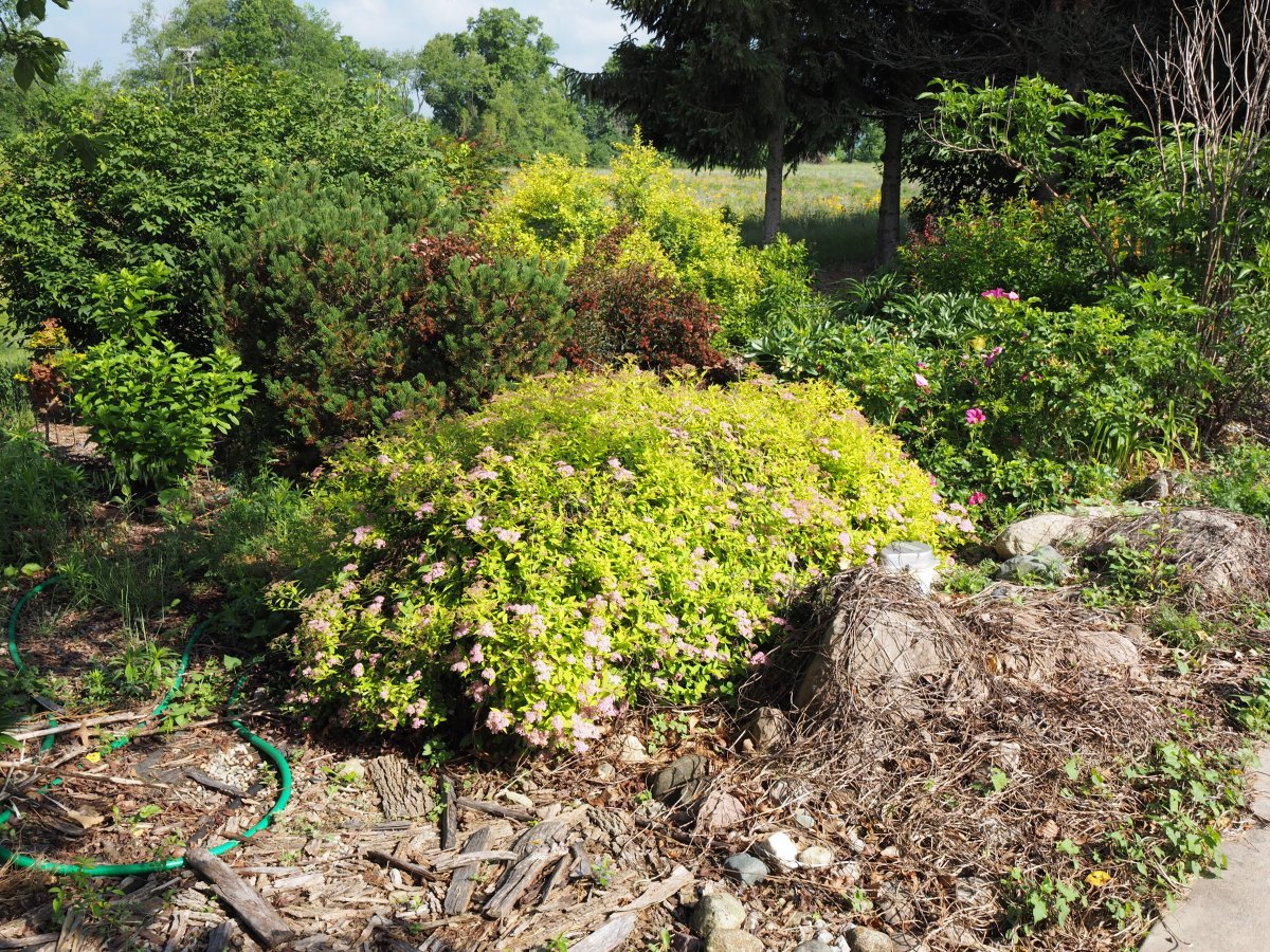 Спирея японская Голдмаунд - фото 3