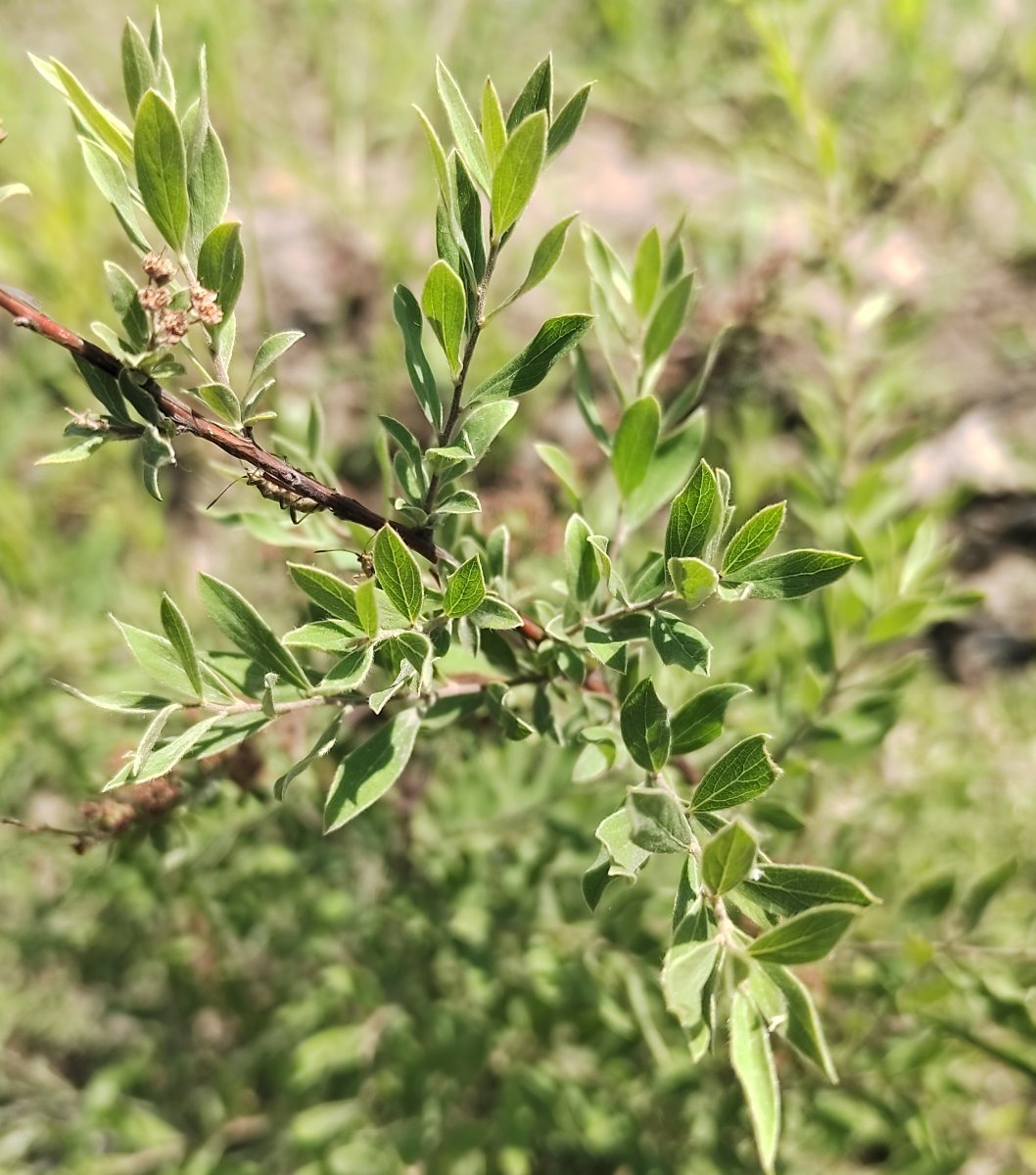 Спирея японская Голдмаунд - фото 7