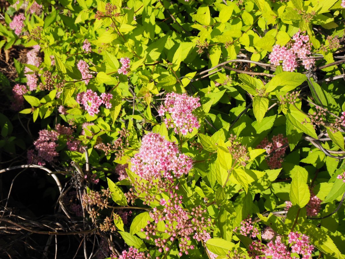 Спирея японская Голдмаунд - фото 4