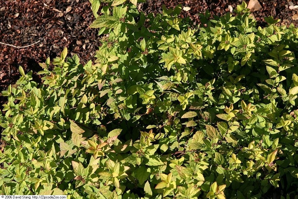 Спирея японская Голдмаунд - фото 6