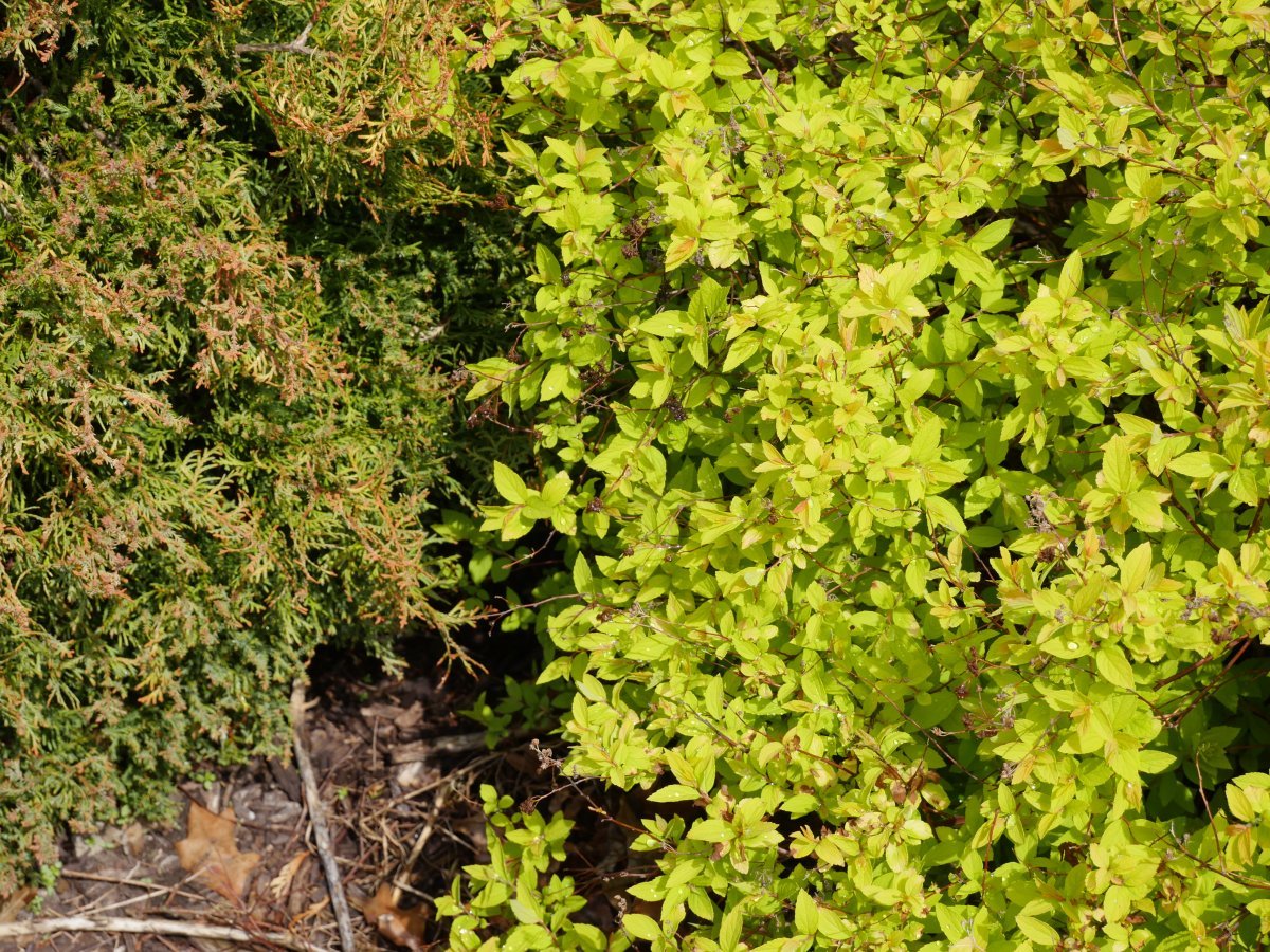 Спирея японская Голдмаунд