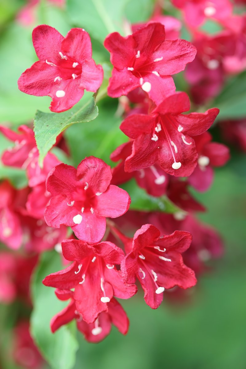 Вейгела Бристол Руби - фото 8