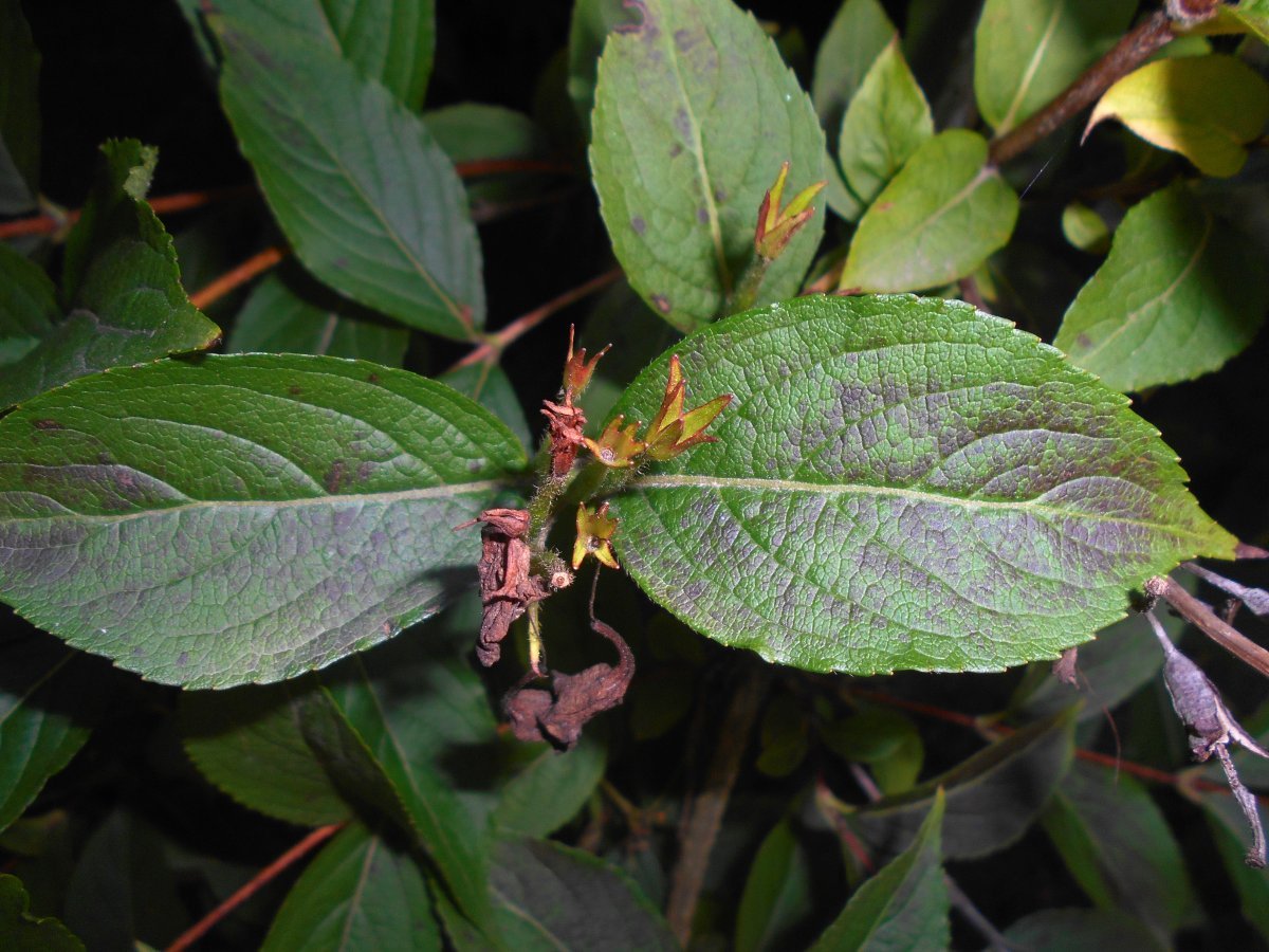 Вейгела Бристол Руби - фото 10