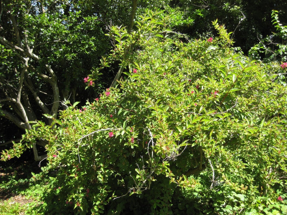 Вейгела Бристол Руби - фото 2