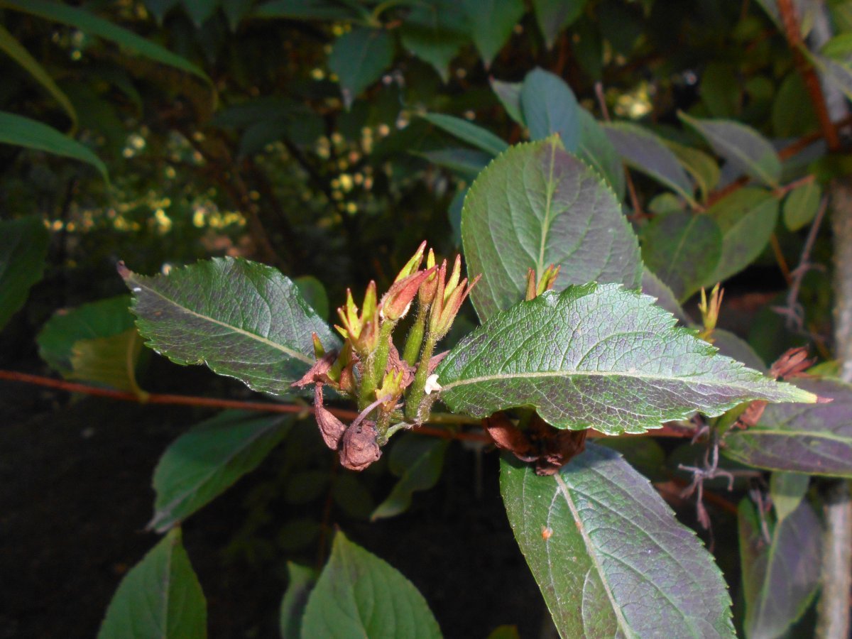 Вейгела Бристол Руби - фото 9