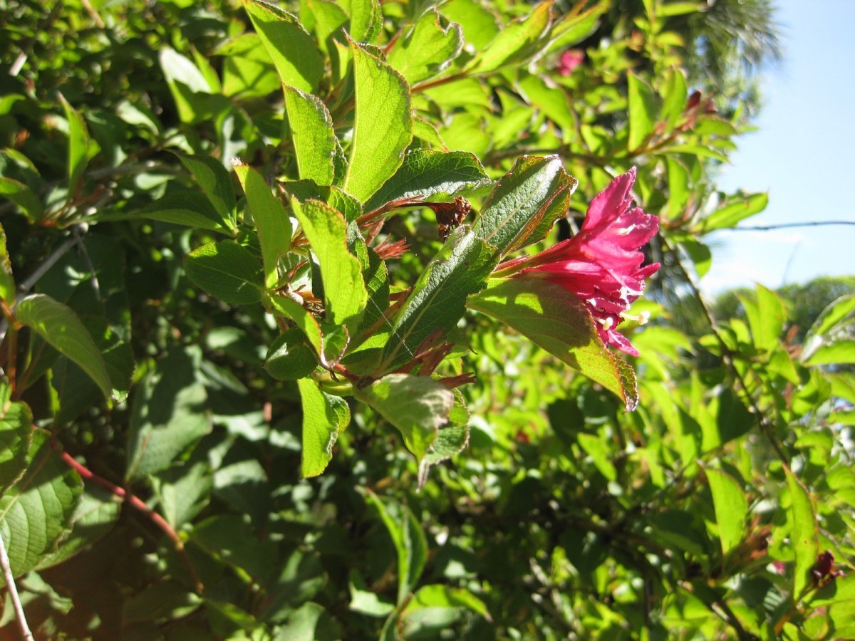 Вейгела Бристол Руби - фото 4