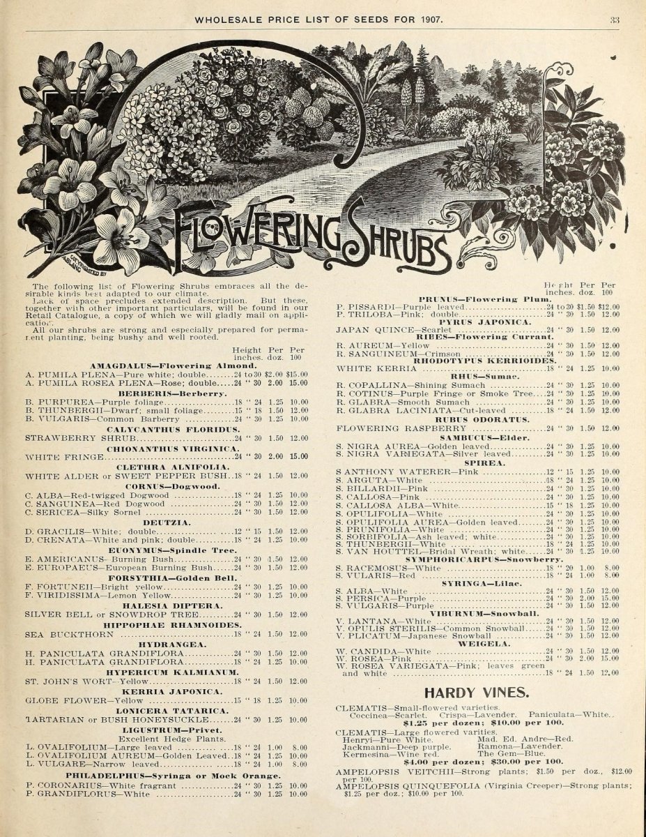 Вейгела Розеа - фото 5