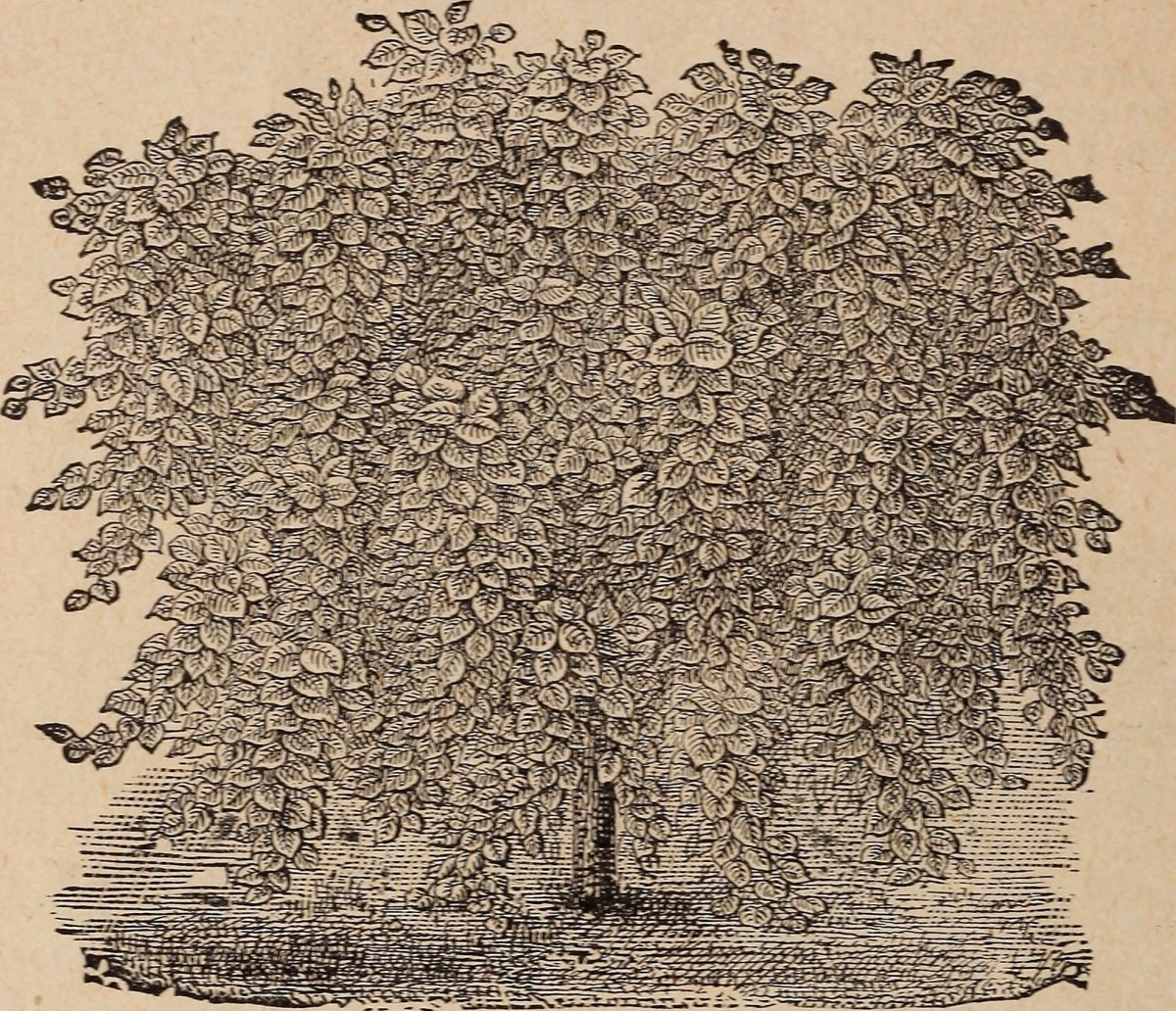 Вейгела Розеа - фото 4