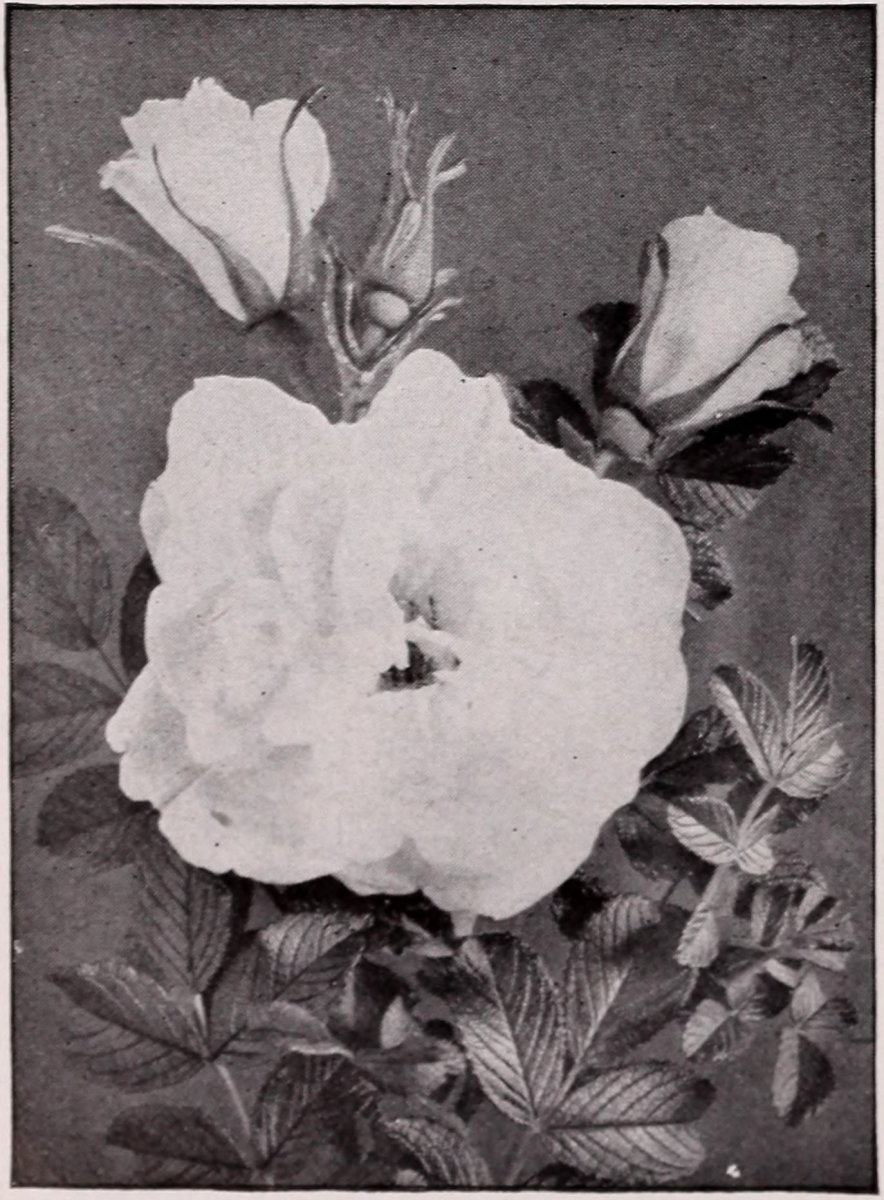 Вейгела Розеа - фото 3