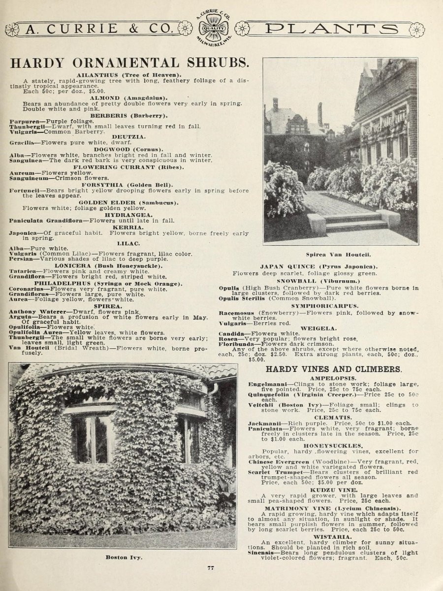 Вейгела Розеа - фото 8