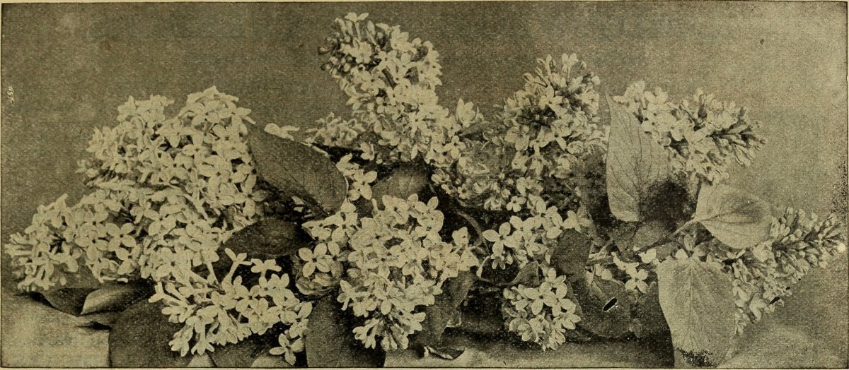 Вейгела Розеа - фото 7