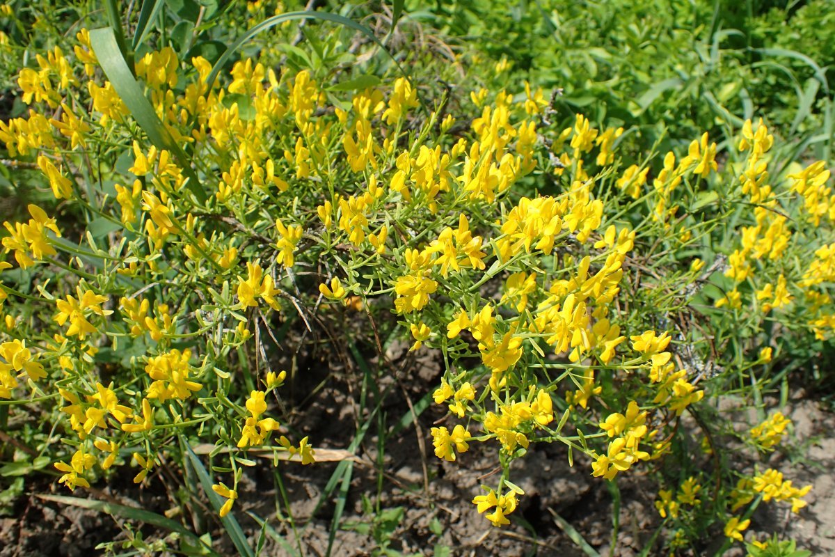 Дрок лидийский - фото 3