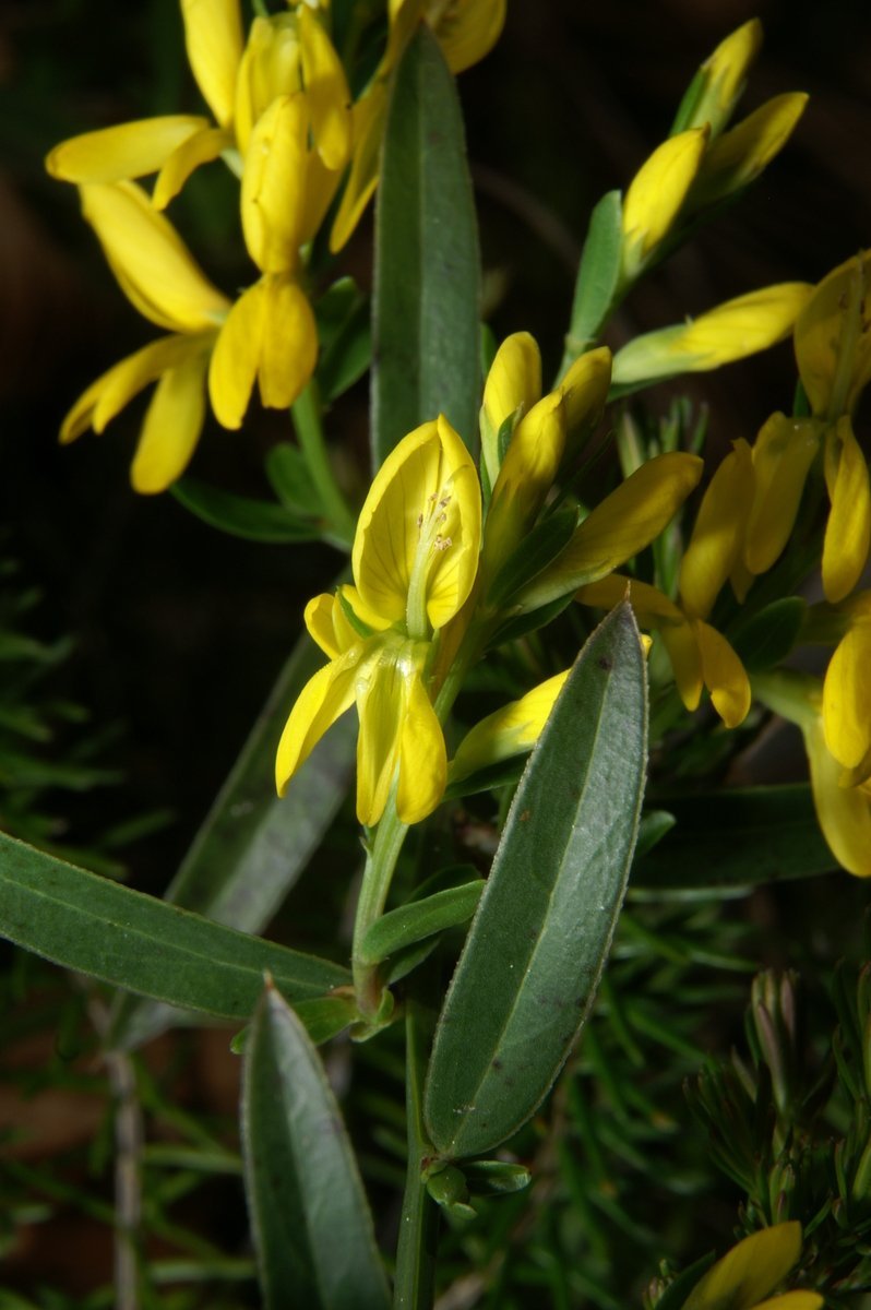 Дрок лидийский - фото 2