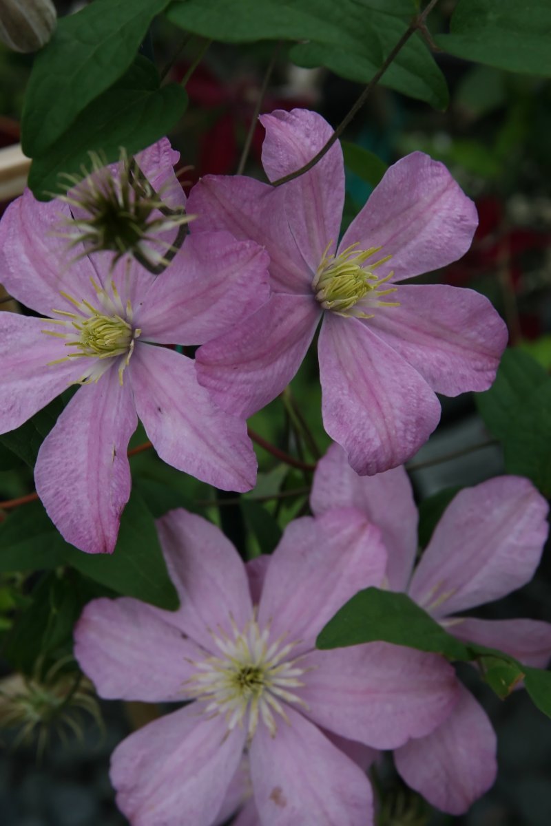 Клематис Комтесс де Бушо крупноцветковый - фото 5