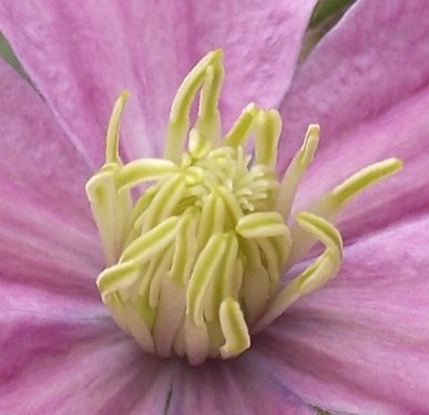 Клематис Комтесс де Бушо крупноцветковый - фото 7