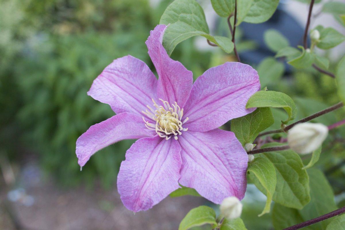 Клематис Комтесс де Бушо крупноцветковый - фото 2