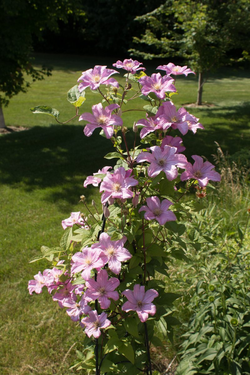 Клематис Комтесс де Бушо крупноцветковый