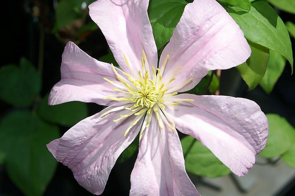 Клематис Комтесс де Бушо крупноцветковый - фото 4