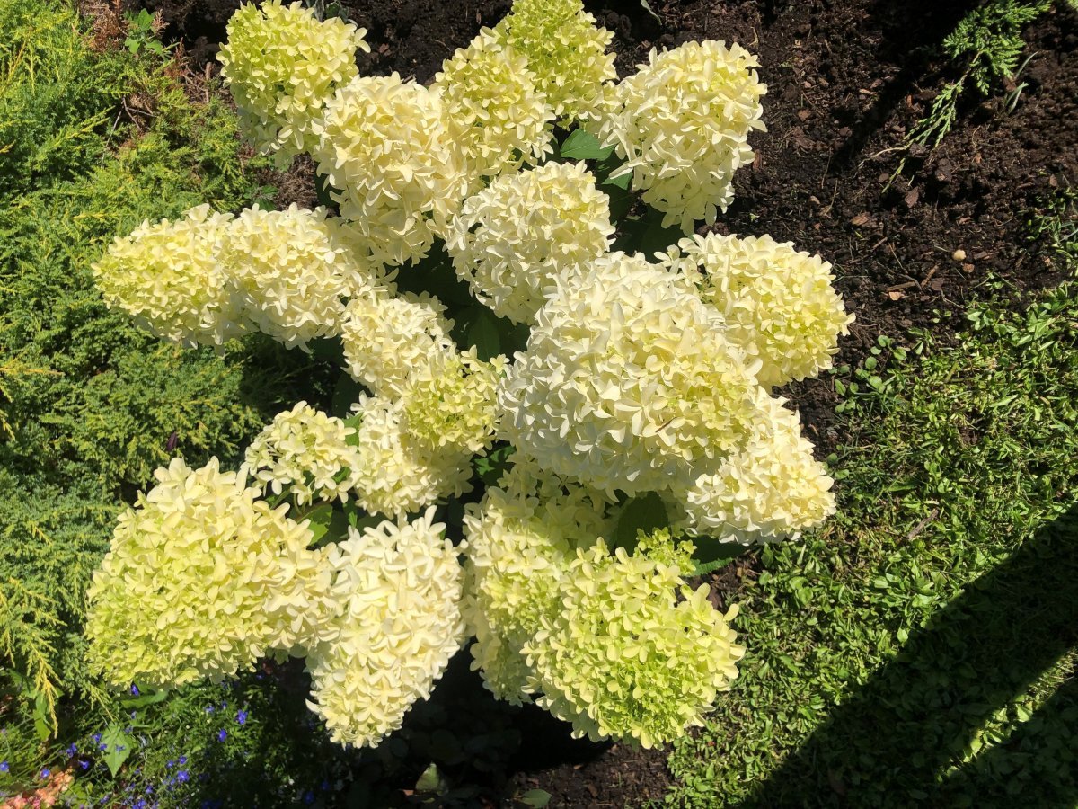 Гортензия Скайфолл метельчатая