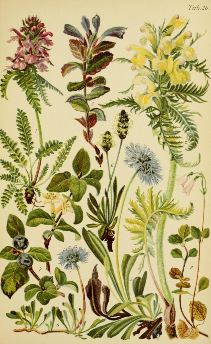 Жимолость Бореалис