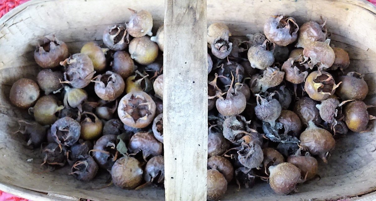 Мушмула германская - фото 2