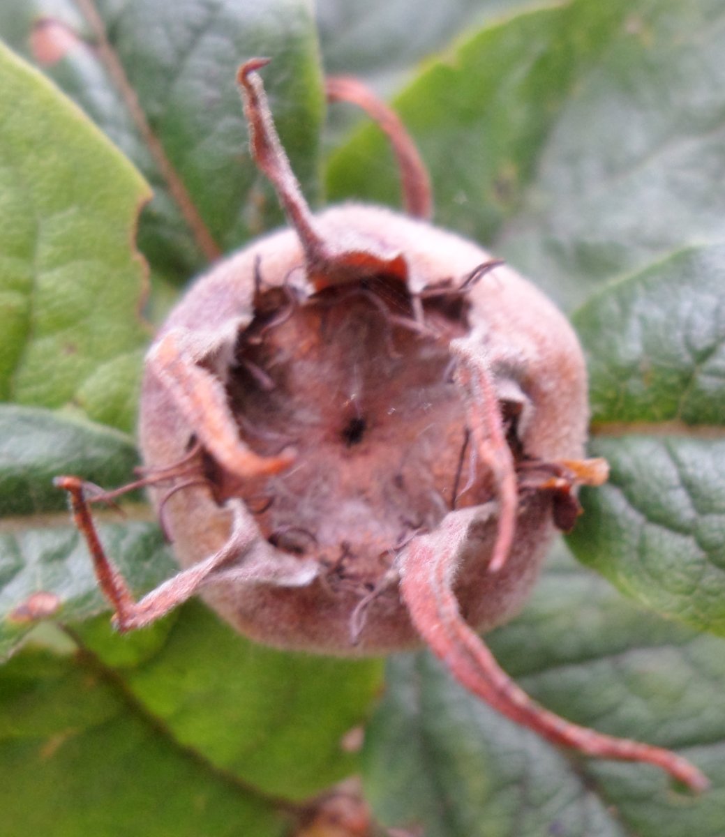 Мушмула германская - фото 5