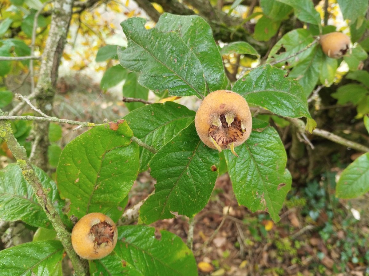 Мушмула германская - фото 9