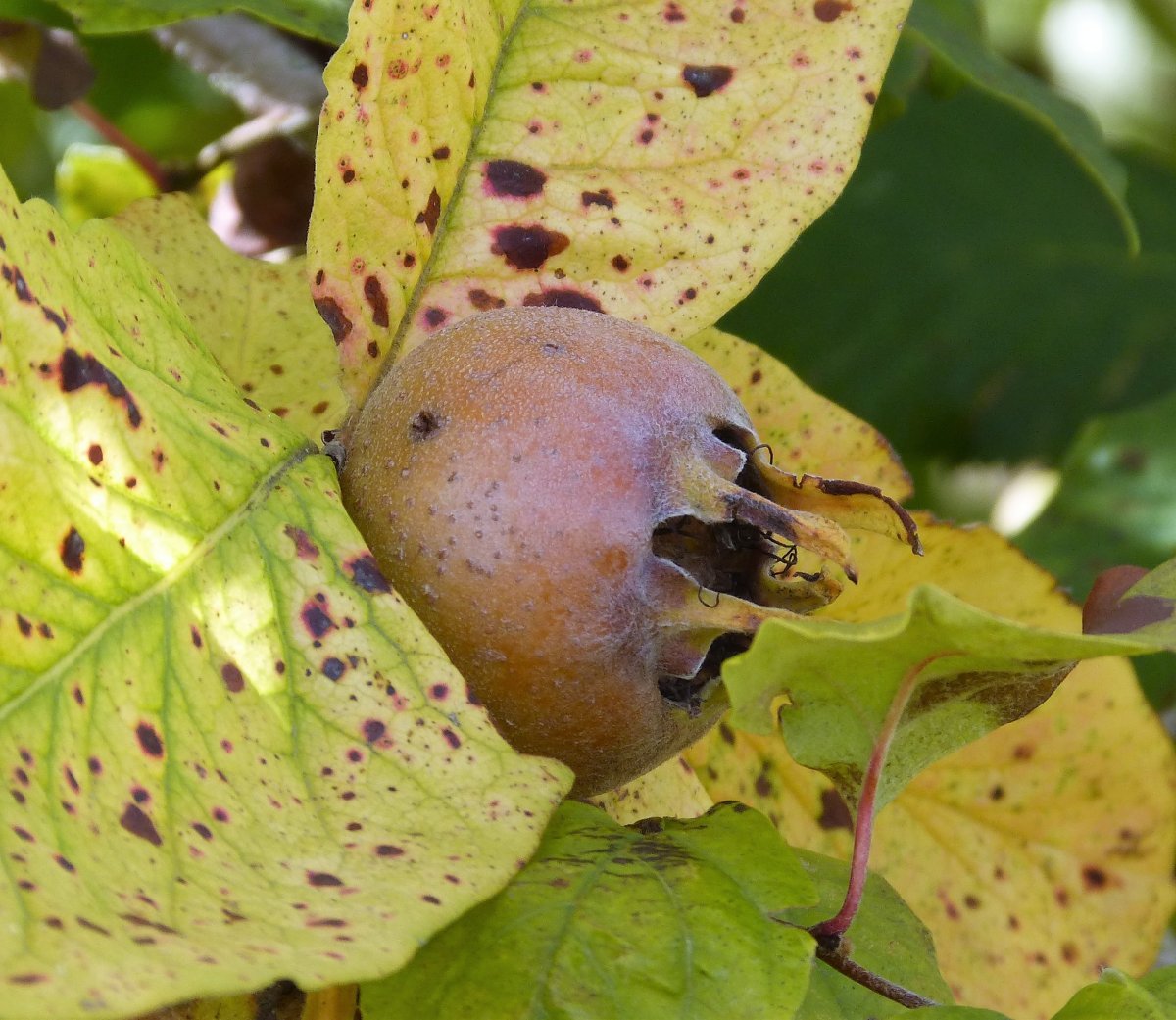 Мушмула германская - фото 7