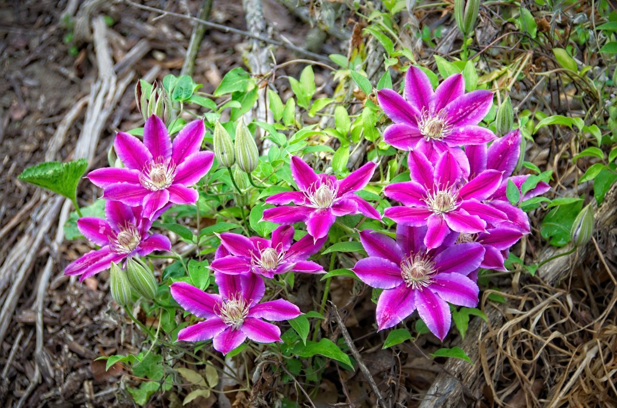 Клематис Доктор Руппель крупноцветковый