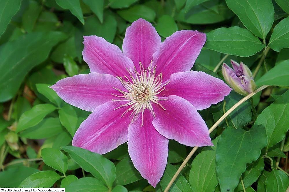 Клематис Доктор Руппель крупноцветковый - фото 9