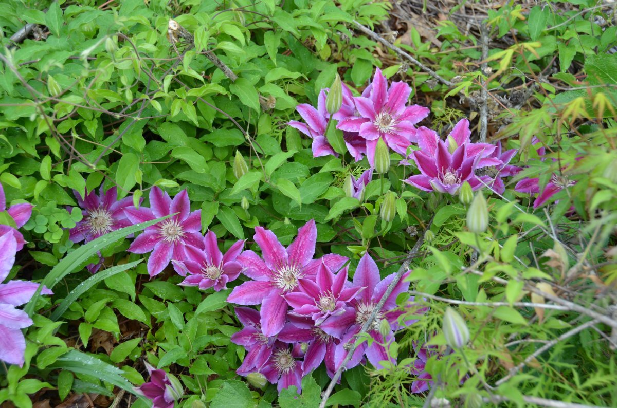 Клематис Доктор Руппель крупноцветковый - фото 4