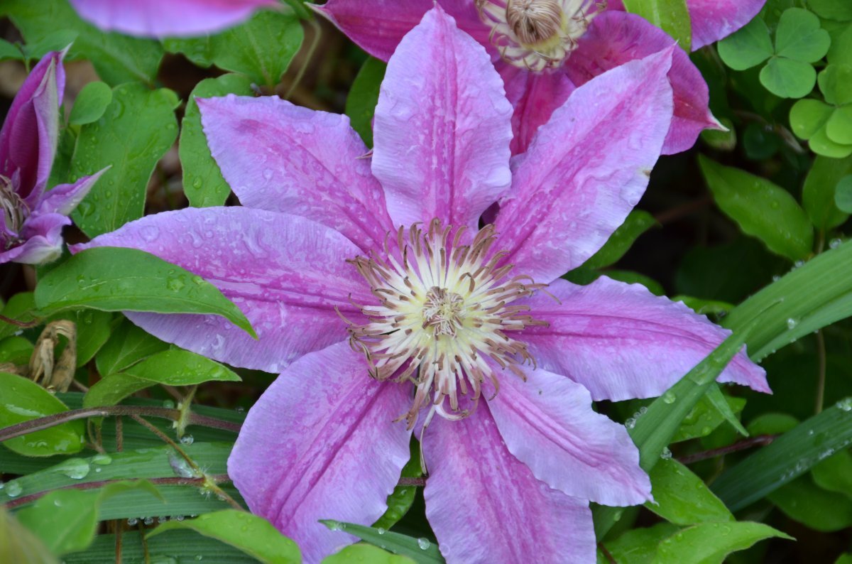 Клематис Доктор Руппель крупноцветковый - фото 7